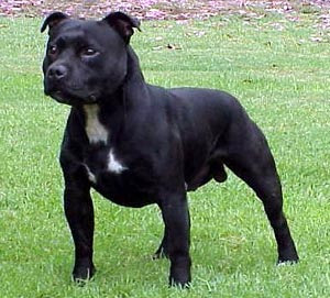 Staffy+Bull1.jpg