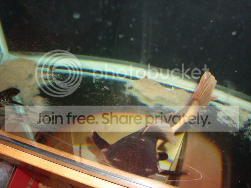 FISH076.jpg