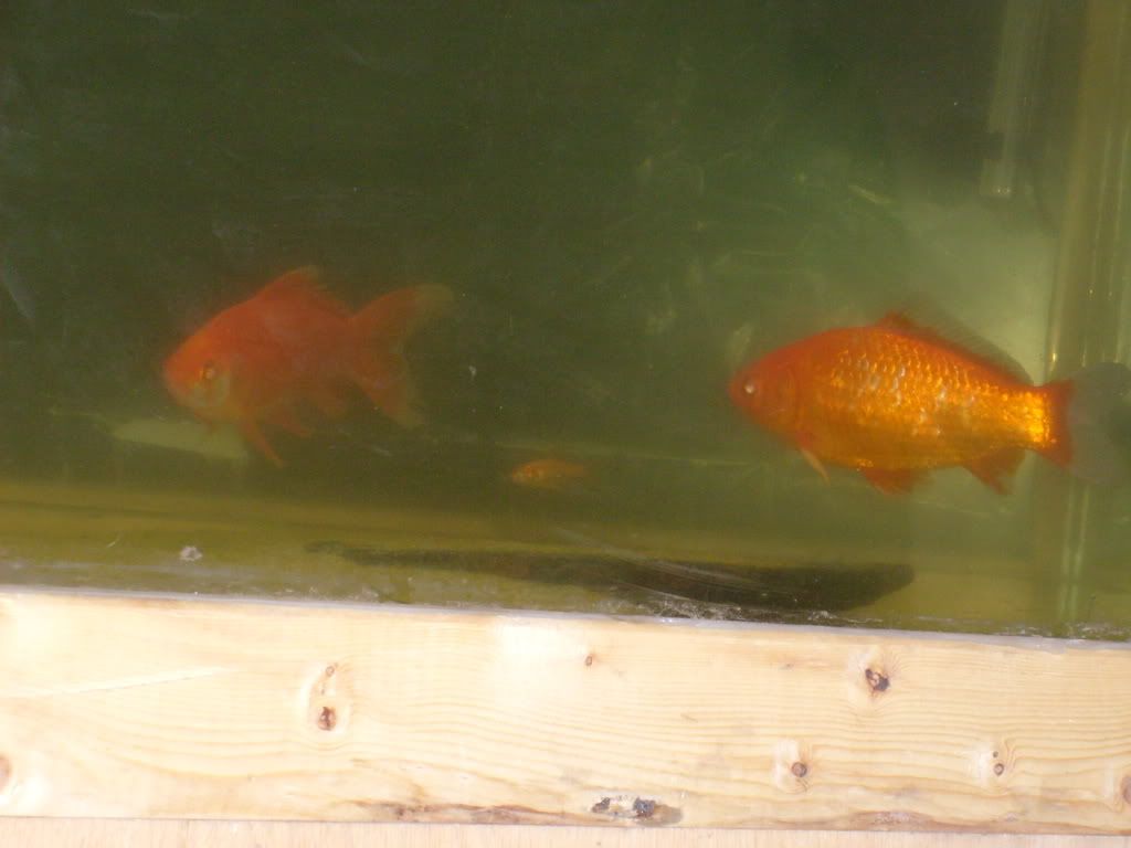 S6300127.jpg