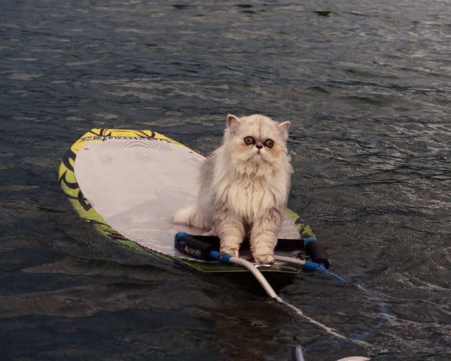 SurferCat.jpg