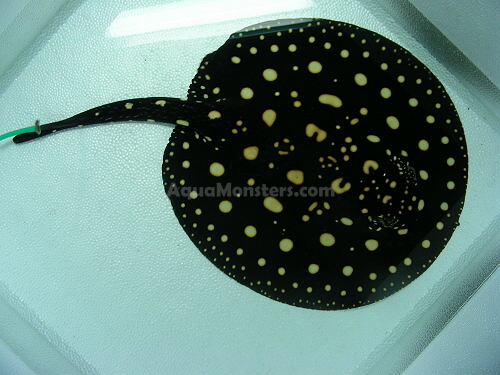 BD_male_28cm_002.JPG