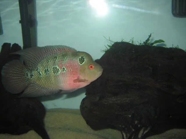 goliath2001.jpg