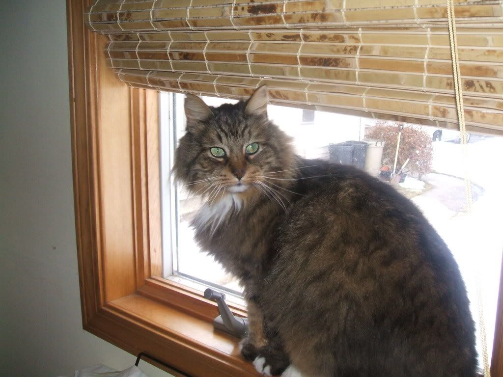 pets131.jpg