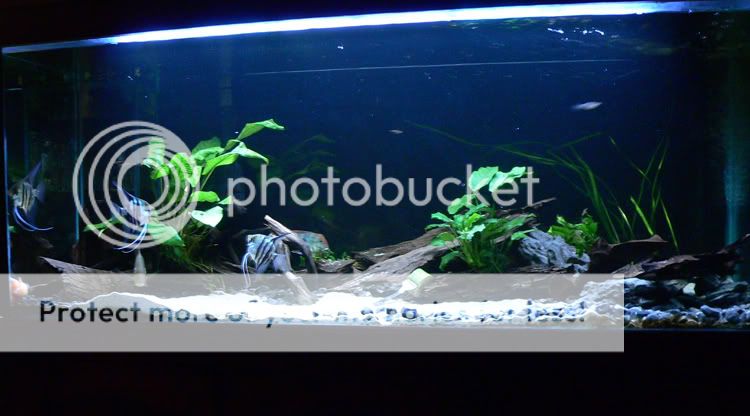 Fishtank2.jpg