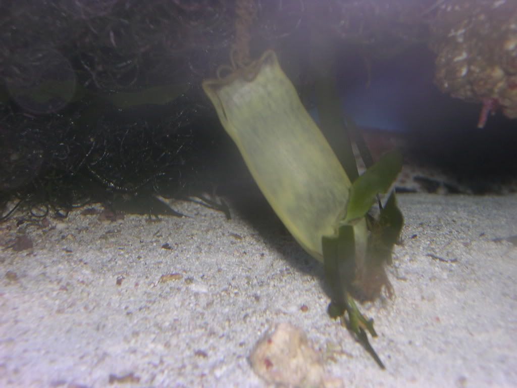 IzuCatsharkEgg001.jpg