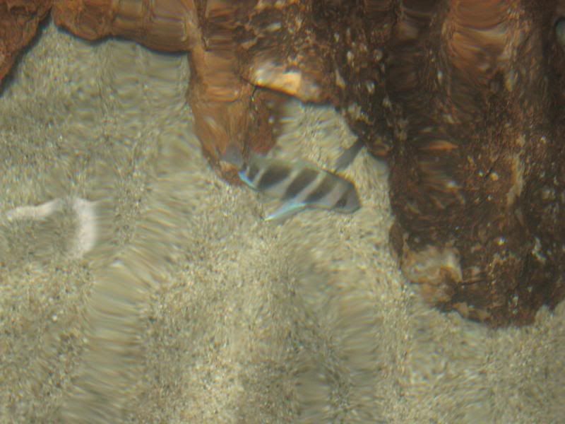 Picture235-1.jpg