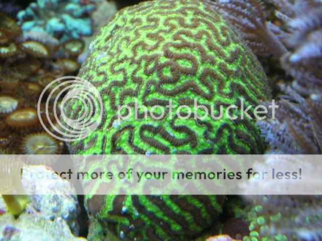 coral2007.jpg