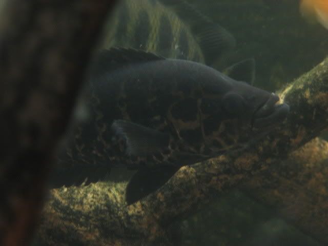 fotosacuario014.jpg
