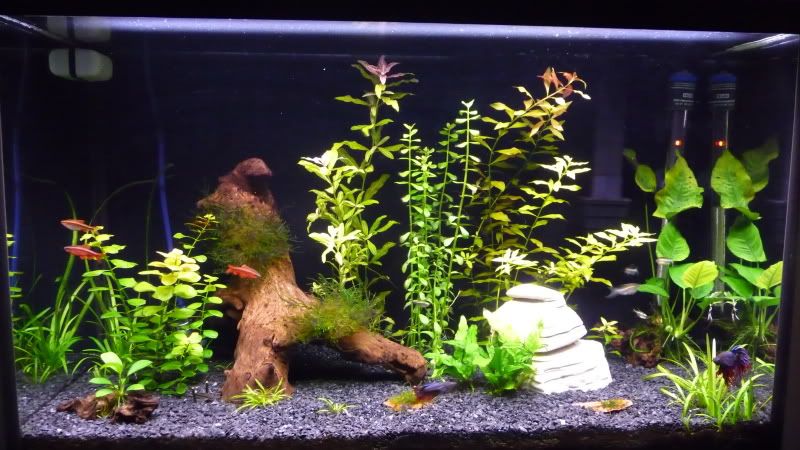 planttank2.jpg