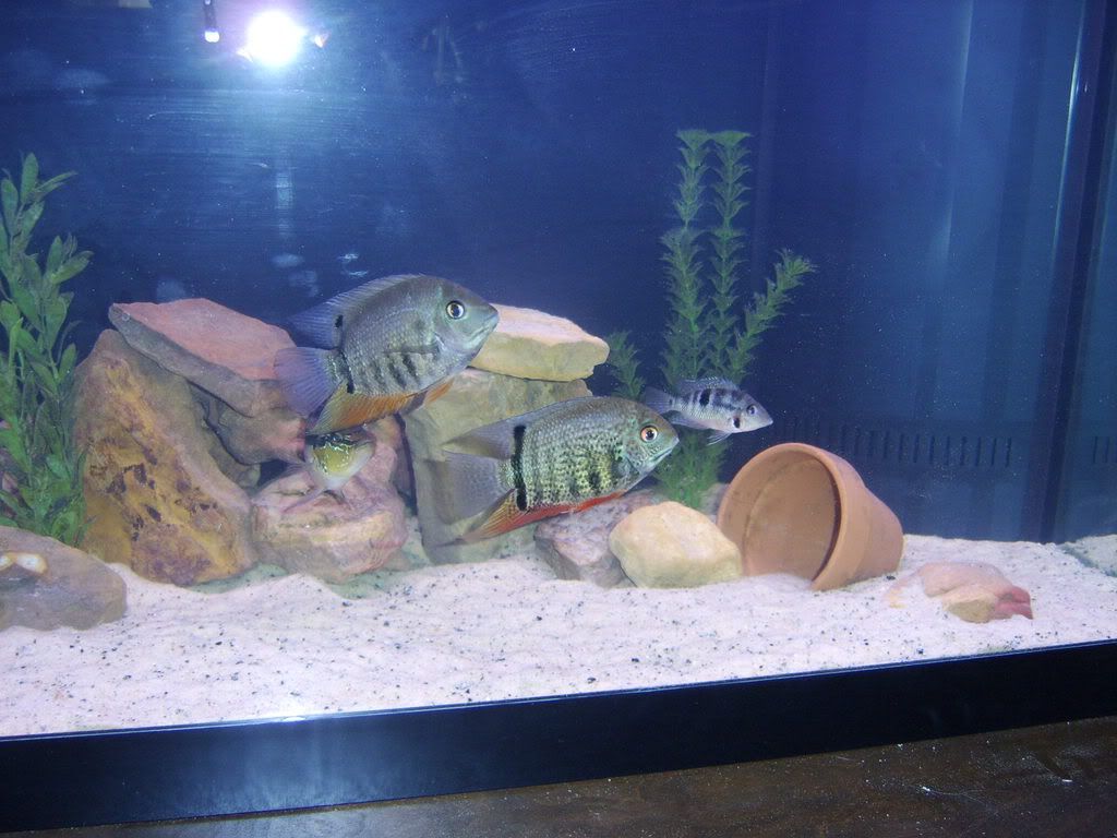 A-1017.jpg