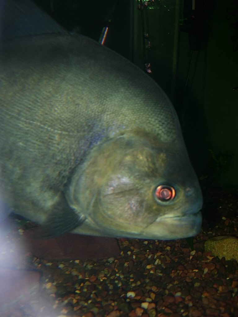 babyfish012407025.jpg