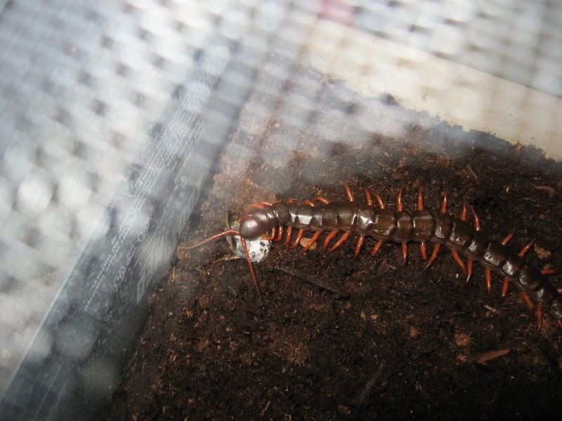 bugs070.jpg