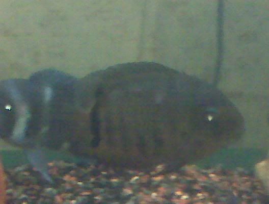 Severum.jpg