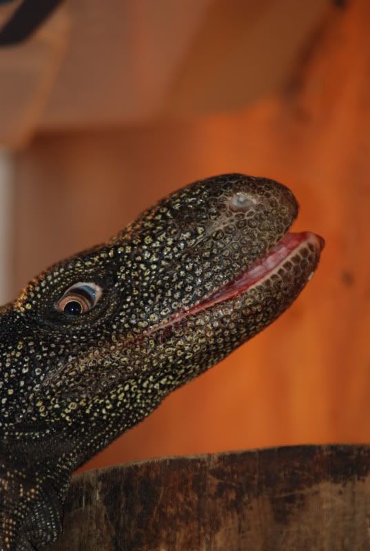 DSC_0257.jpg