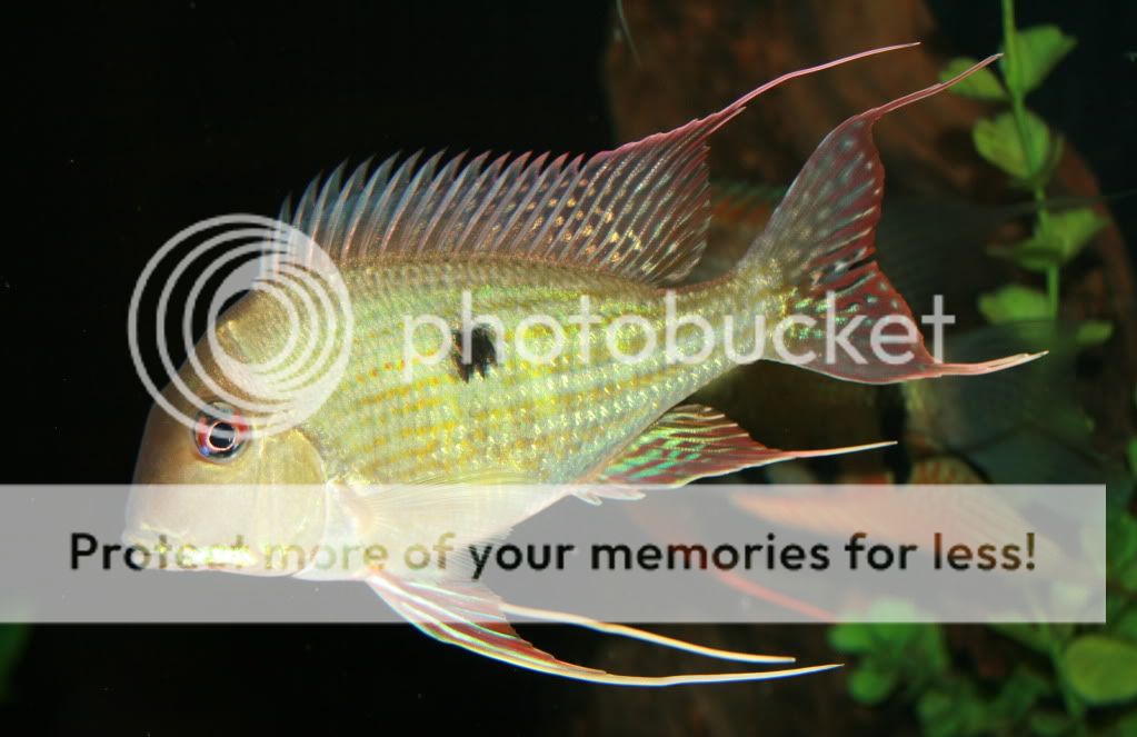 Geophagus_abalios_090609_01.jpg