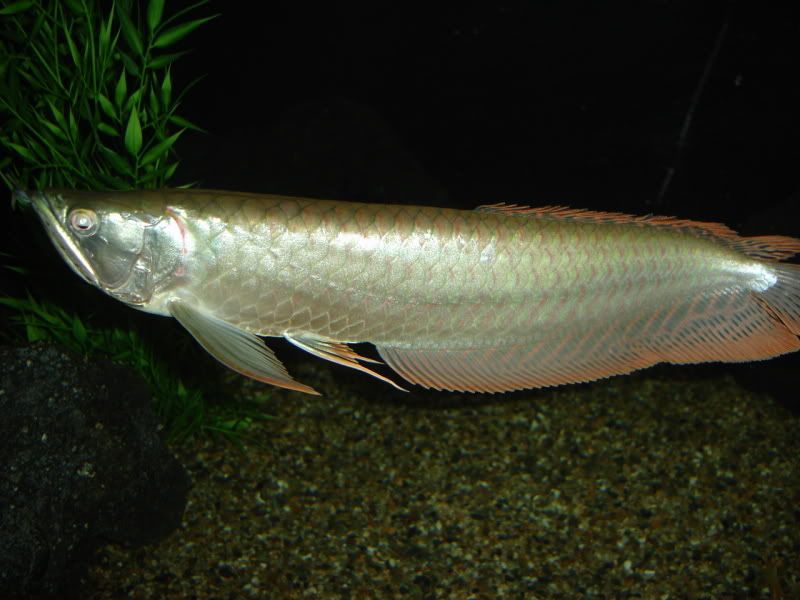 DSC02726.jpg
