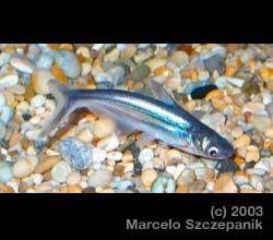 fishphoto_0034_01.jpg