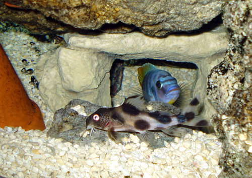 lrg-623-decorus.jpg