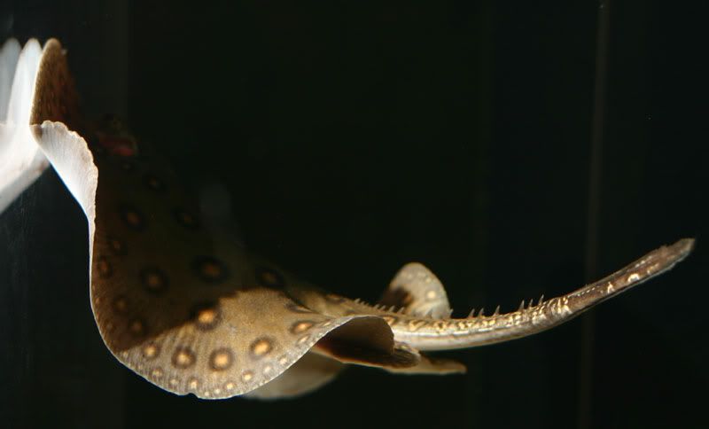 raytank036.jpg