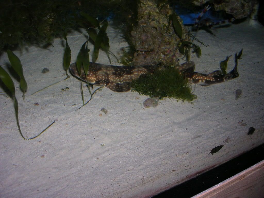 Scyliorhinustokubee018.jpg