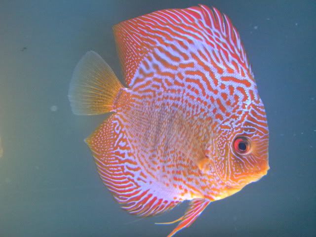 DSCN1970.jpg