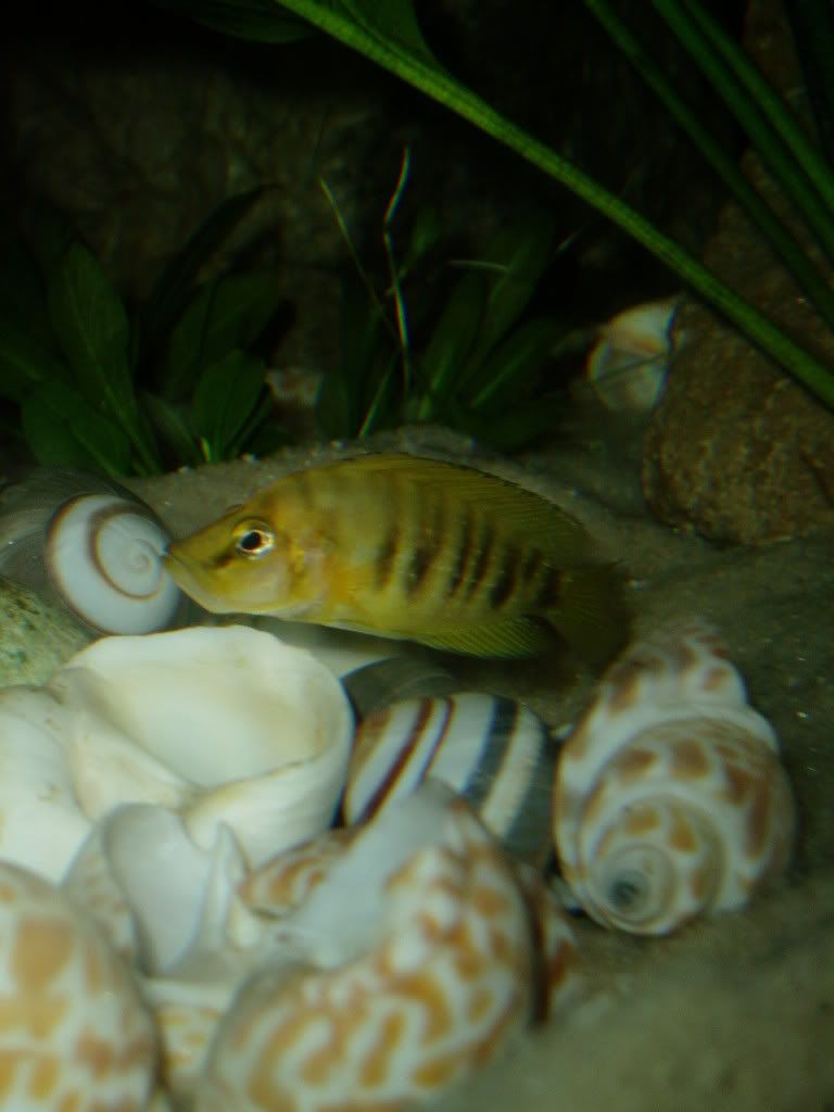shellie40B003.jpg