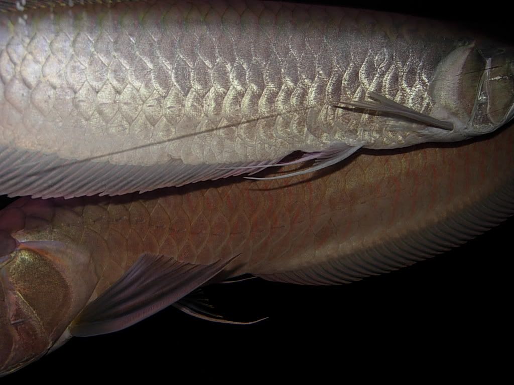 newpolys72408068.jpg