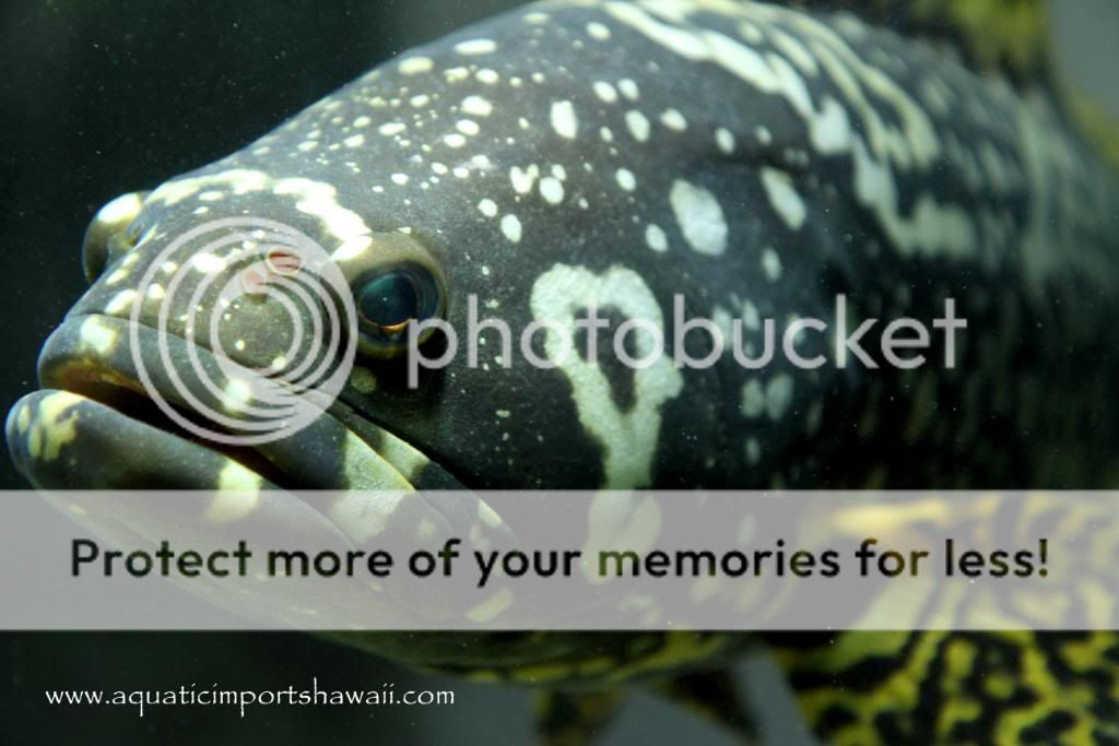 bumblebeegrouperfish3.jpg