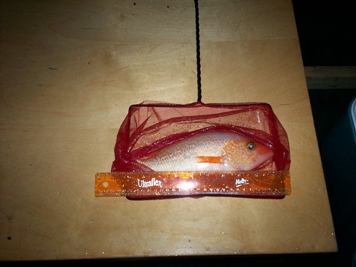 2987420135_96cfa371cc.jpg
