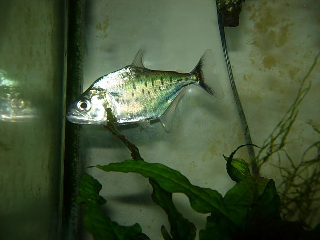 newfish101506001.jpg