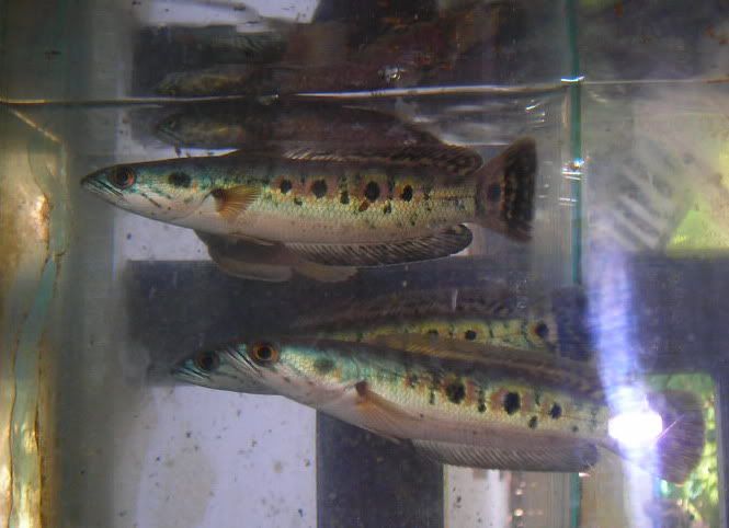 selendangmayang-1.jpg