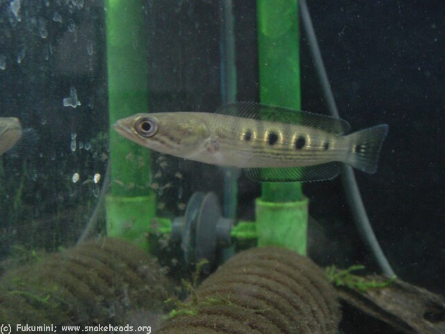 cPleurophthalmaFukumini00.jpg