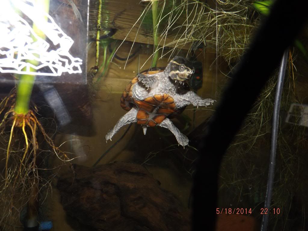 DSCF2197_zpse8738f0a.jpg