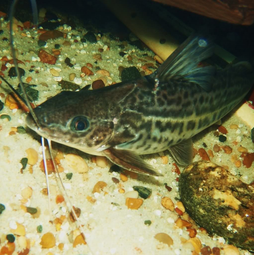 fish014-1.jpg