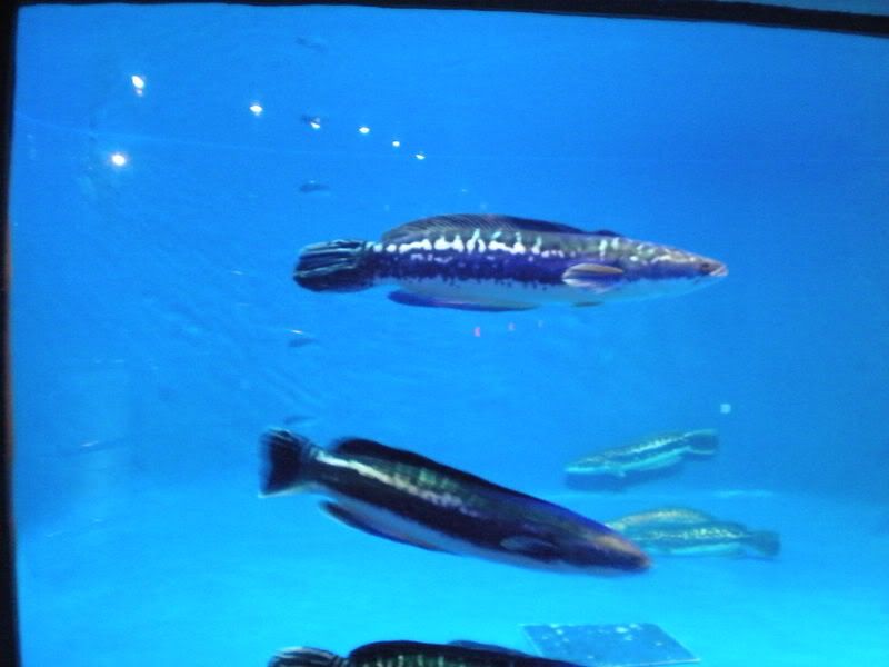 DSCN0117.jpg