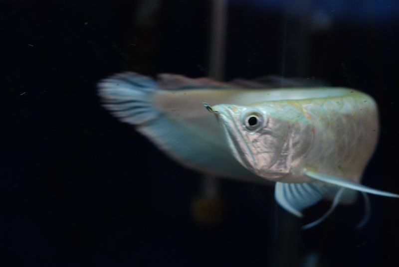 ArowanaSilver_zps6wpy6ze6.jpg