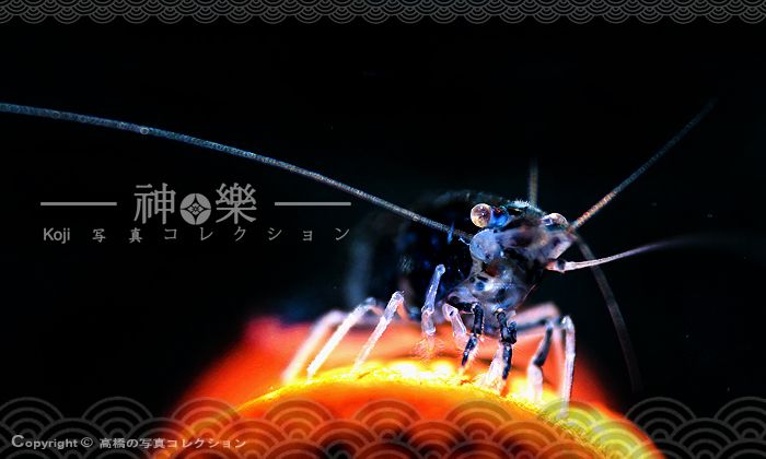 14_Jun_2016_Neocaridina001_zpskblz5tli.jpg