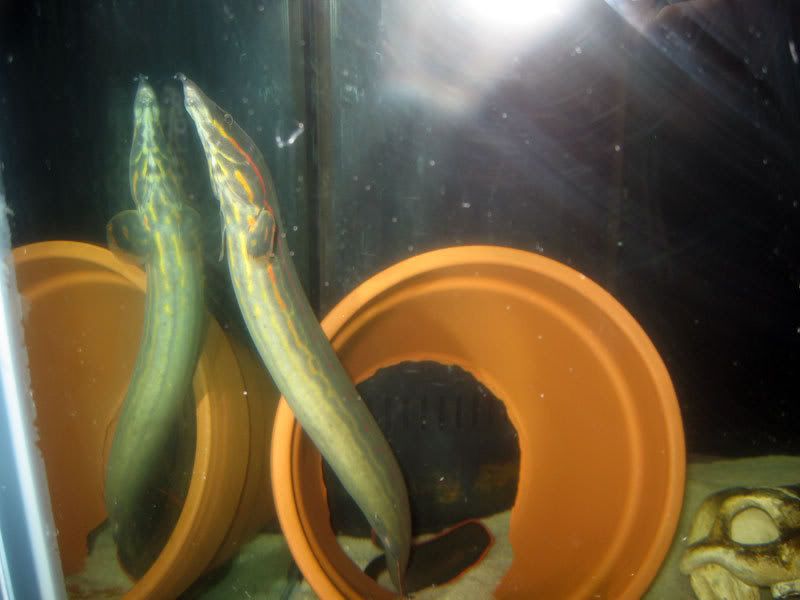 Fire-Eel-7.jpg