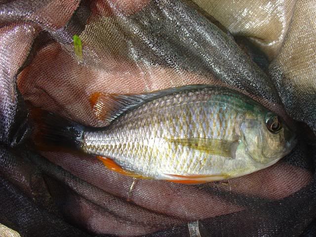 DSC00287.jpg