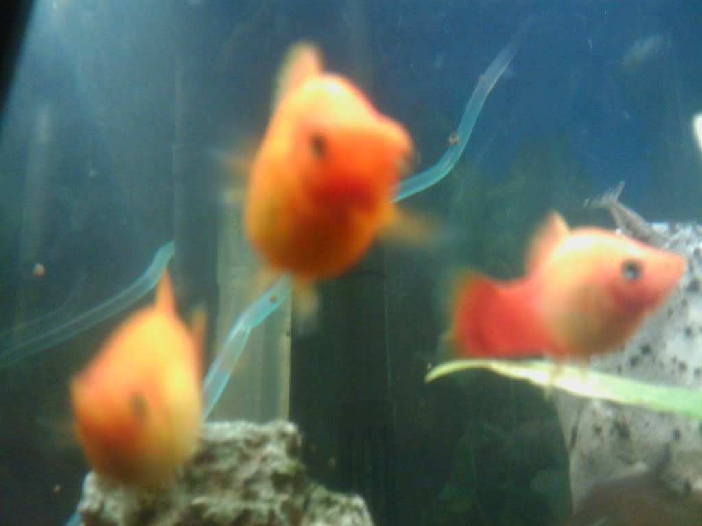 IMAG0093.jpg