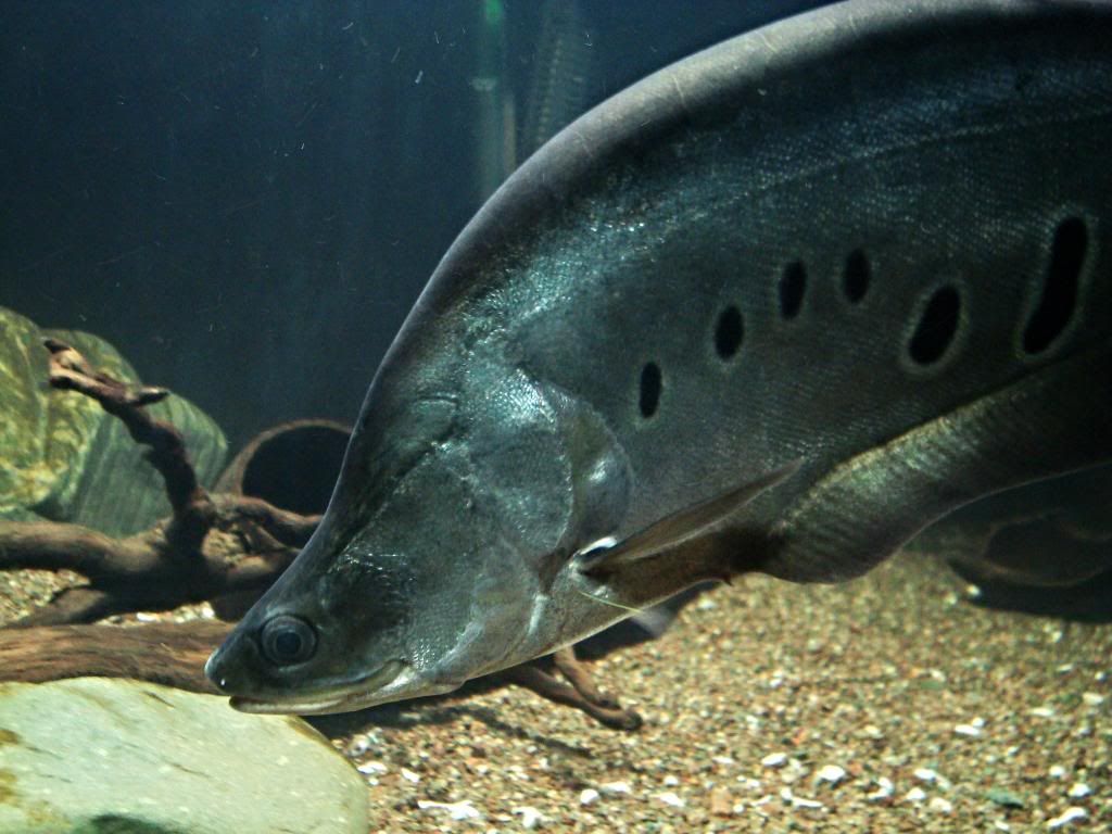 New Clown Knifefish, and tankmates!