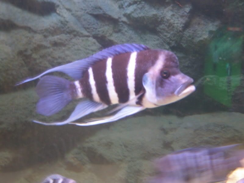 220gtank492.jpg