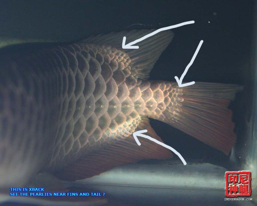 Interesting Facts Xb V S Hb Golden Arowana Monsterfishkeepers Com