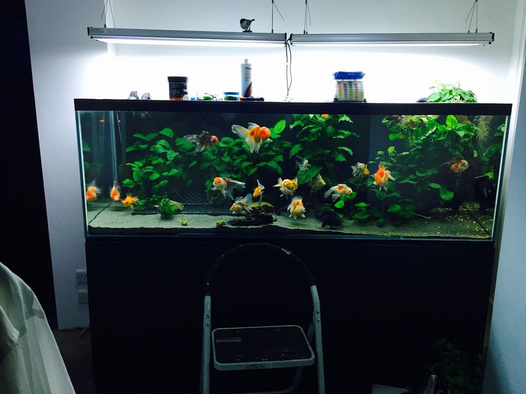 180 gallon planted fancy goldfish tank