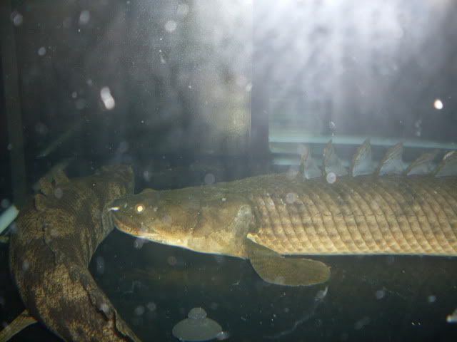 SDC11100.jpg
