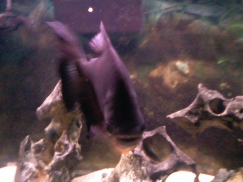 3888593039_1baf08d3c6.jpg