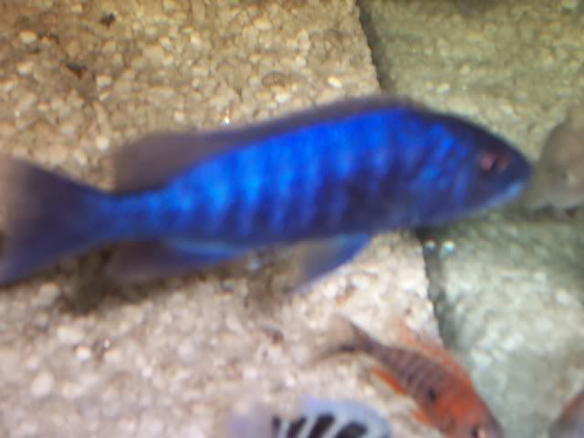 fish037-1.jpg