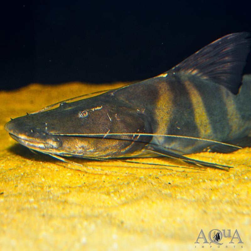 www.aqua-imports.com