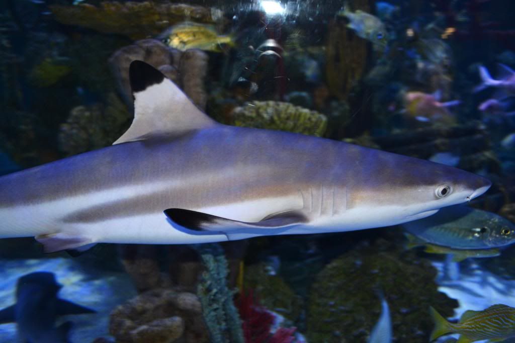 DSC_0531_zpsf1c7e359.jpg