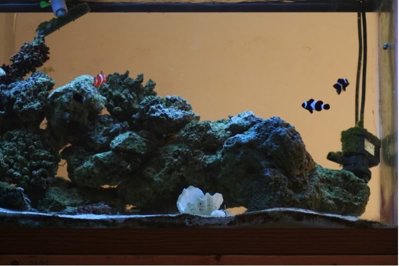 reefR.jpg